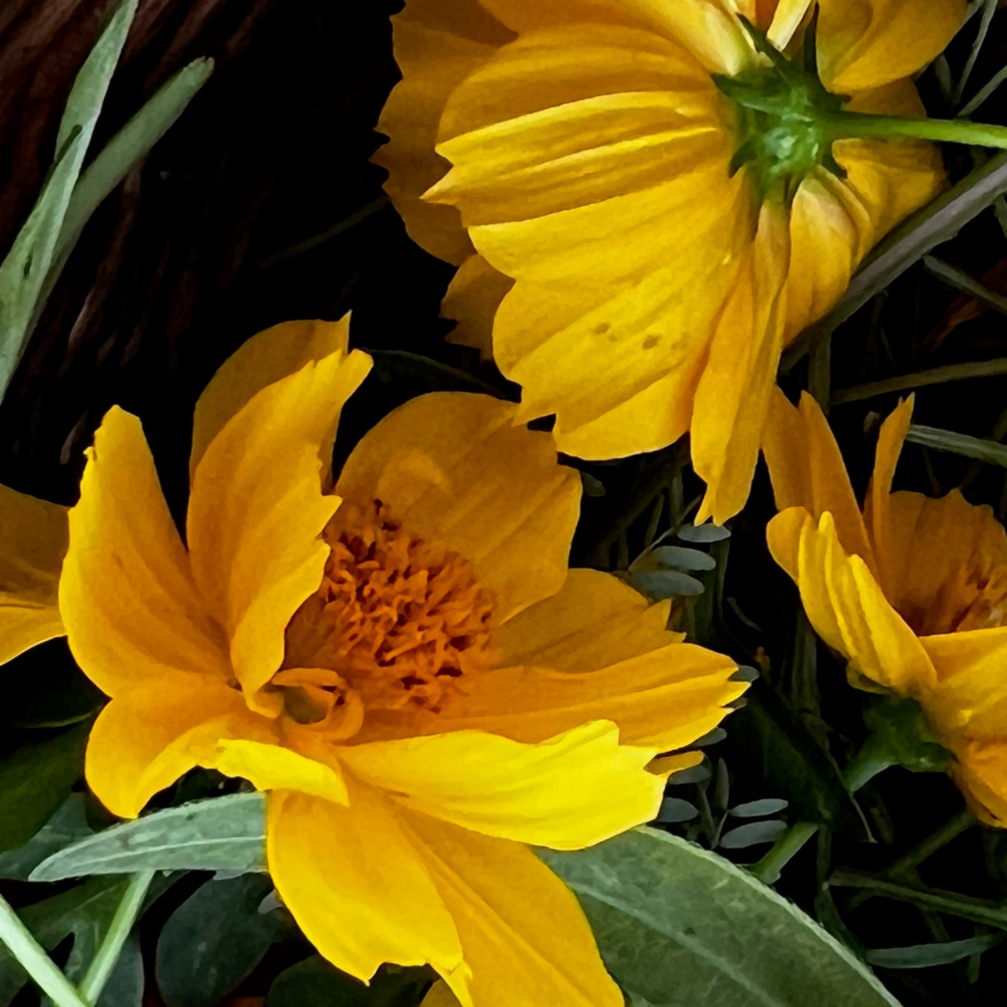 H20-04 - Habotai 20" x 20" Square - Coreopsis, Eucalyptus