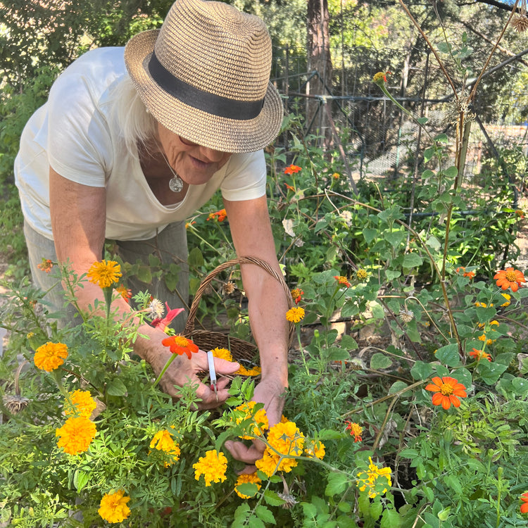 Marigolds!